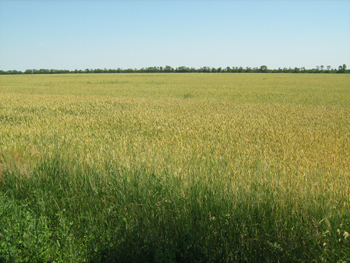 В Запорожской области уменьшается количество земель под сельхозугодья