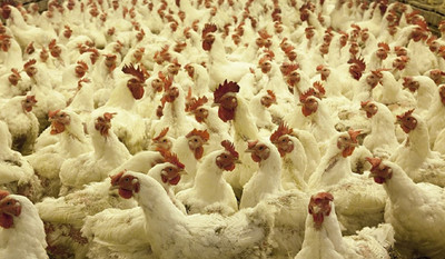 Украина вышла на третье место по экспорту курятины в ЕС