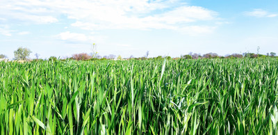 Украина может получить в 2020 году высокий урожай зерновых культур