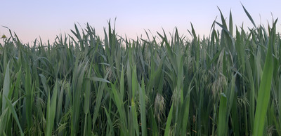 Украина экспортировала более 54 млн тонн зерновых и зернобобовых культ